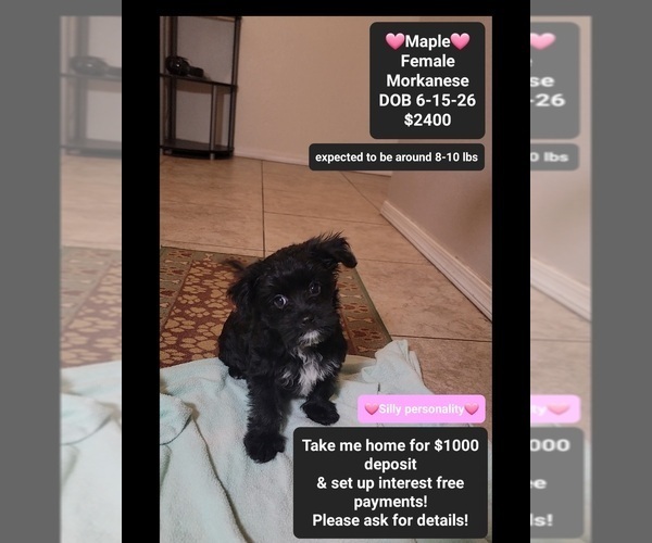 Medium Photo #1 Havanese-Morkie Mix Puppy For Sale in TUCSON, AZ, USA