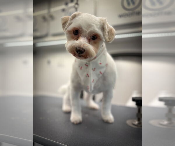 Medium Photo #1  Puppy For Sale in , 