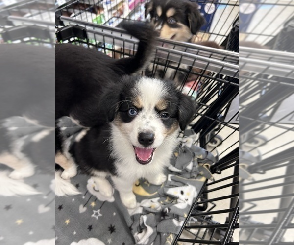 Medium Photo #3 Miniature Australian Shepherd-Pomsky Mix Puppy For Sale in CHICAGO, IL, USA