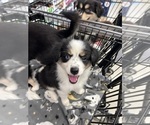 Small Photo #3 Miniature Australian Shepherd-Pomsky Mix Puppy For Sale in CHICAGO, IL, USA
