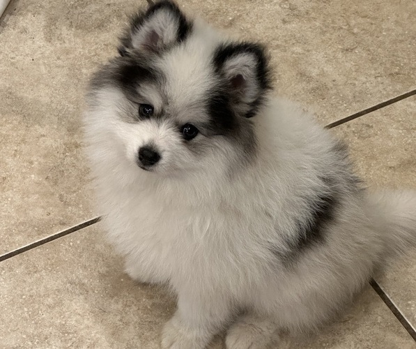 Medium Photo #10 Pomsky Puppy For Sale in MCMINNVILLE, OR, USA