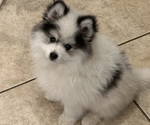 Small Photo #10 Pomsky Puppy For Sale in MCMINNVILLE, OR, USA