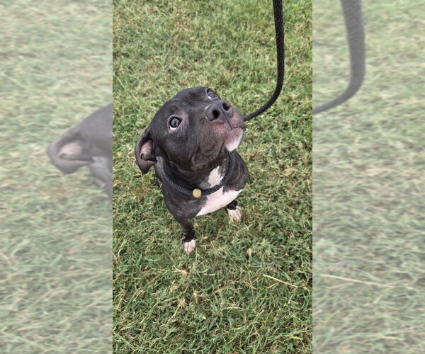 Medium Photo #4 Mutt Puppy For Sale in Evansville, IN, USA