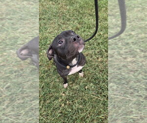 Stella Fay - Female Mutt Dog for Adoption - Photo #4