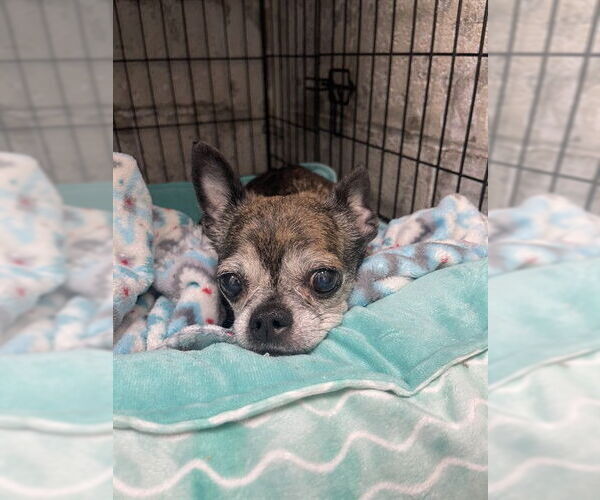 Medium Photo #1 Chihuahua Puppy For Sale in Easton, MD, USA