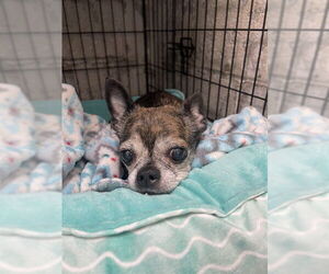 Chihuahua Dogs for adoption in Easton, MD, USA