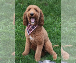 Small Photo #1 Aussiedoodle Puppy For Sale in COLUMBIA, TN, USA