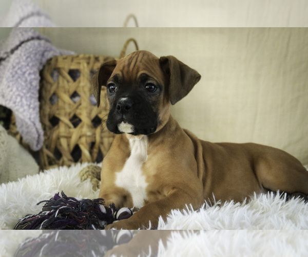Medium Photo #3 Boxer Puppy For Sale in SHIPSHEWANA, IN, USA