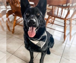 Mother of the German Shepherd Dog puppies born on 05/12/2025