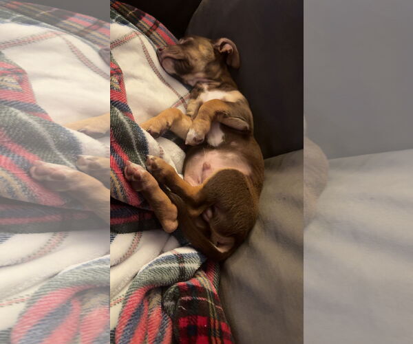 Medium Photo #4 Rat Terrier-Unknown Mix Puppy For Sale in Brooklyn Center, MN, USA