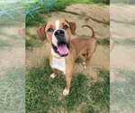 Small #3 Boxer Mix