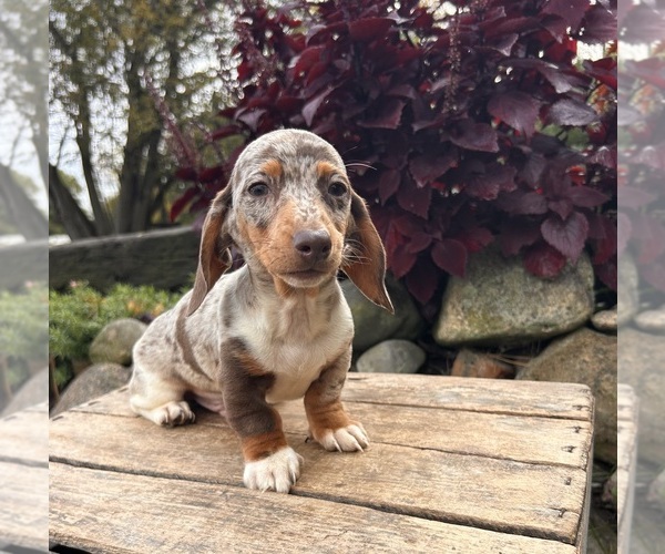 Medium Photo #3 Dachshund Puppy For Sale in MIDDLEBURY, IN, USA
