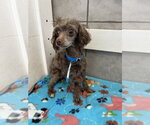 Small #3 Poodle (Miniature)