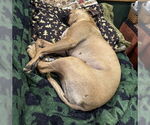 Small #4 American Pit Bull Terrier Mix