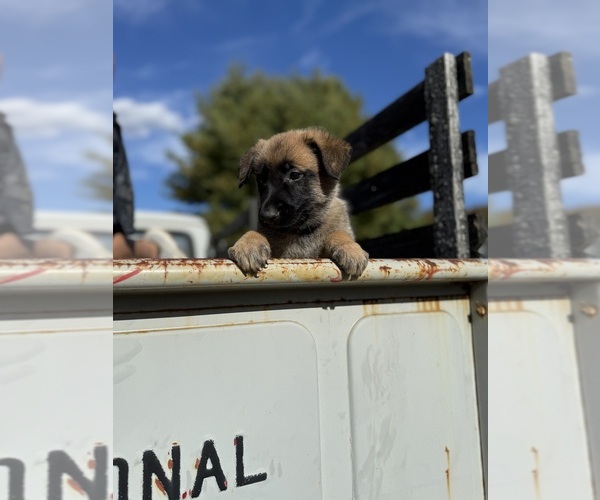 Medium Photo #2 Belgian Malinois Puppy For Sale in TOMS RIVER, NJ, USA