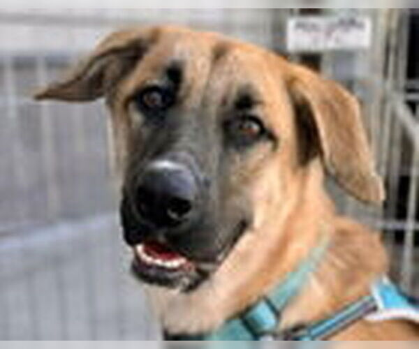 Medium Photo #8 Shepradors Puppy For Sale in Fremont, CA, USA