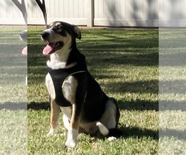 Medium Photo #3 Border Collie-Rhodesian Ridgeback Mix Puppy For Sale in Alvin, TX, USA