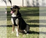 Small #2 Border Collie-Rhodesian Ridgeback Mix