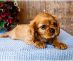 Small Photo #13 Cavalier King Charles Spaniel Puppy For Sale in WAKARUSA, IN, USA