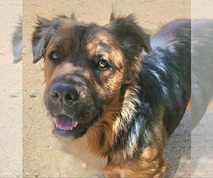 Mutt Dogs for adoption in Lake Forest, CA, USA