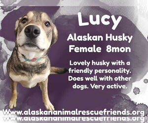 German Shepherd Dog-Huskies  Mix Dogs for adoption in Anchorage, AK, USA