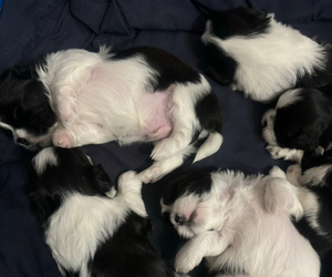 Shih Tzu Puppy for sale in ALBANY, NY, USA