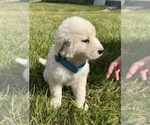 Small Photo #8 Maremma Sheepdog Puppy For Sale in PORTLAND, IN, USA