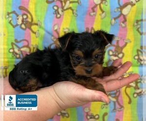 Yorkshire Terrier Puppy for sale in WINNSBORO, LA, USA