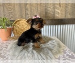 Small #5 Yorkshire Terrier