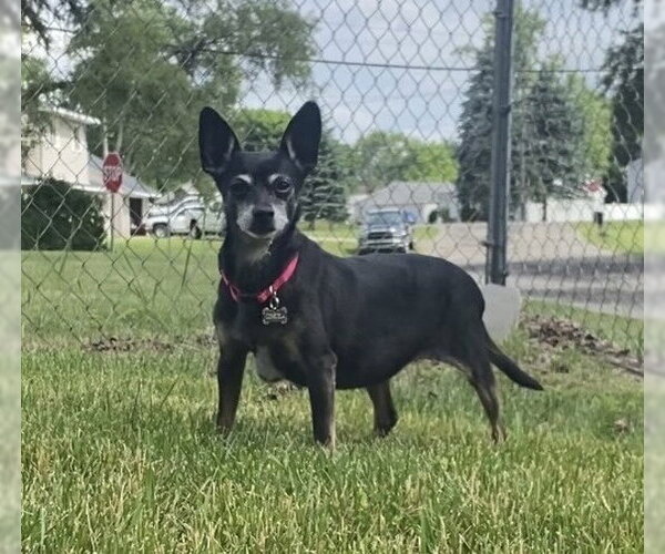 Medium Photo #6 Chihuahua-Unknown Mix Puppy For Sale in Clarkston, MI, USA