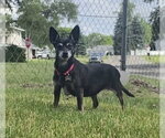 Small #5 Chihuahua Mix
