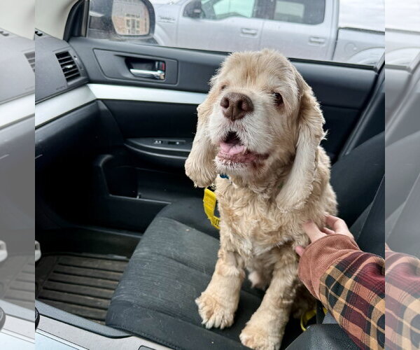 Medium Photo #3 Cocker Spaniel Puppy For Sale in Fargo, ND, USA