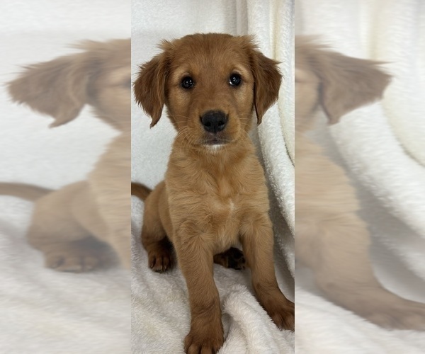 Medium Photo #2 Golden Retriever Puppy For Sale in GREENFIELD, IN, USA