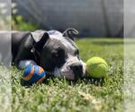 Small #1 Mutt