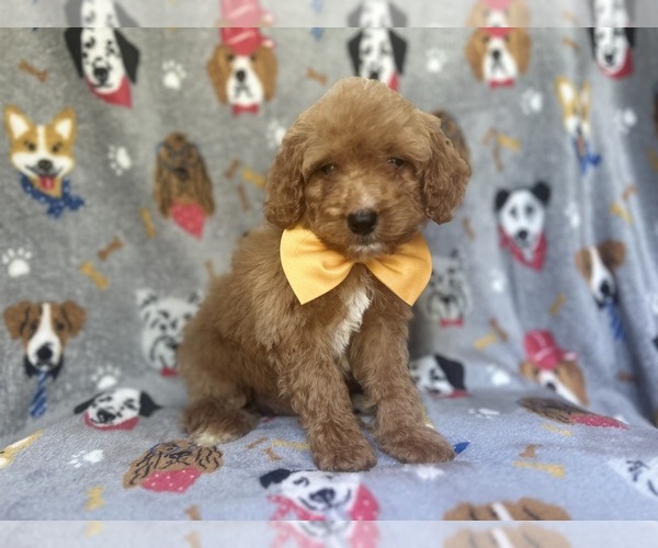 Medium Photo #2 Cavapoo Puppy For Sale in LAKELAND, FL, USA