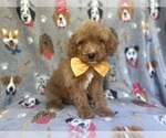 Small #1 Cavapoo