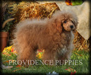 Small Photo #56 Poodle (Miniature) Puppy For Sale in COPPOCK, IA, USA