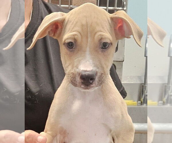 Medium Photo #2 Mutt Puppy For Sale in Royal Palm Beach, FL, USA