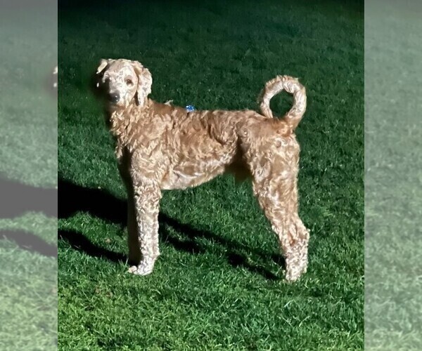 Medium Photo #1 Goldendoodle Puppy For Sale in BATTLE GROUND, WA, USA