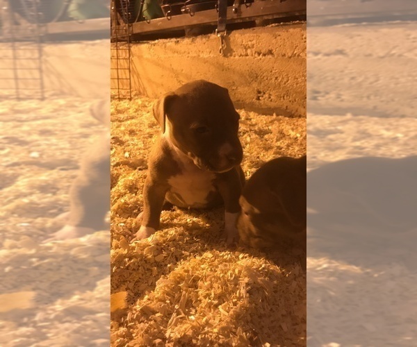 Medium Photo #23 American Bully Puppy For Sale in CO SPGS, CO, USA