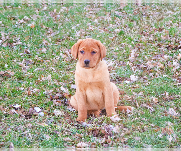 Medium Photo #7 Labrador Retriever Puppy For Sale in SYRACUSE, IN, USA