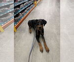 Small #6 Doberman Pinscher