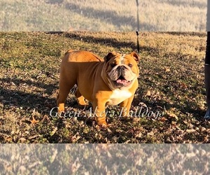 Mother of the English Bulldog puppies born on 03/09/2023