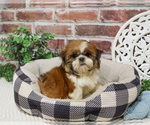 Small #2 Shih Tzu