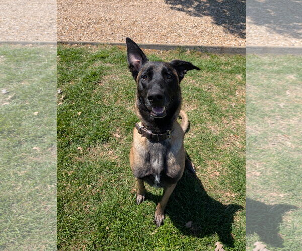 Medium Photo #4 Mutt Puppy For Sale in Denton, TX, USA