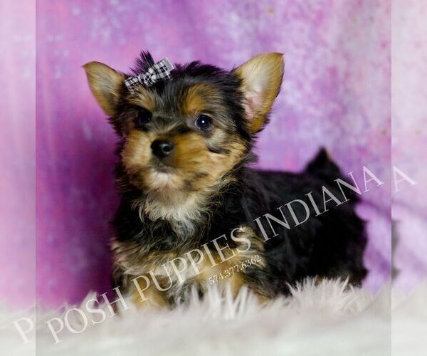 Medium Photo #3 Yorkshire Terrier Puppy For Sale in WARSAW, IN, USA