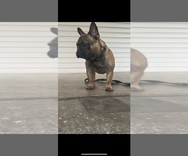 Medium Photo #3 French Bulldog Puppy For Sale in KNOXVILLE, TN, USA
