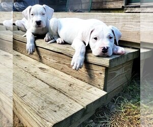 Dogo Argentino Puppy for sale in BELGRADE, ME, USA