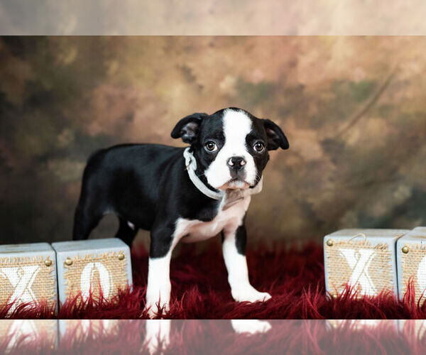 Medium Photo #9 Boston Terrier Puppy For Sale in WARSAW, IN, USA