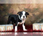 Small Photo #9 Boston Terrier Puppy For Sale in WARSAW, IN, USA